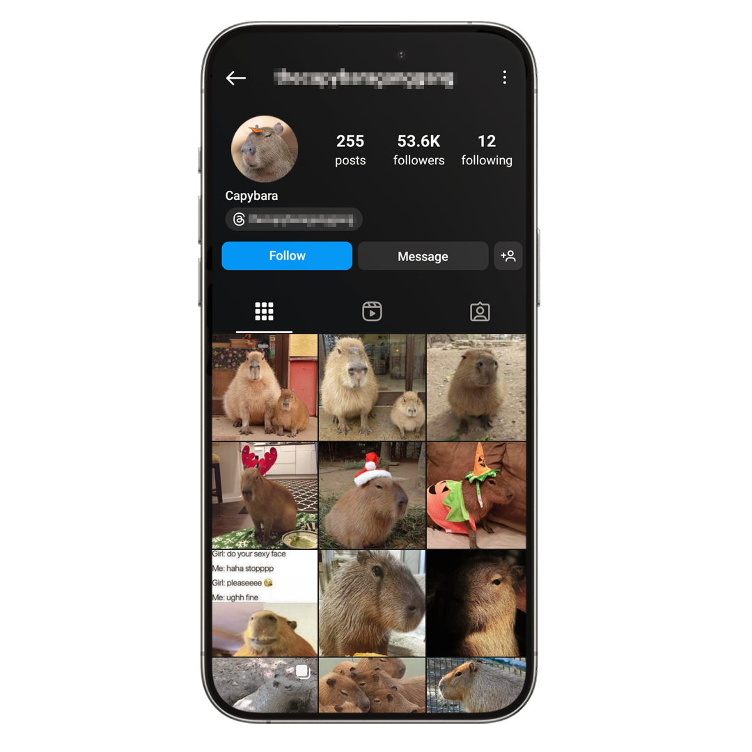 53k Capybaras Instagram Account for Sale